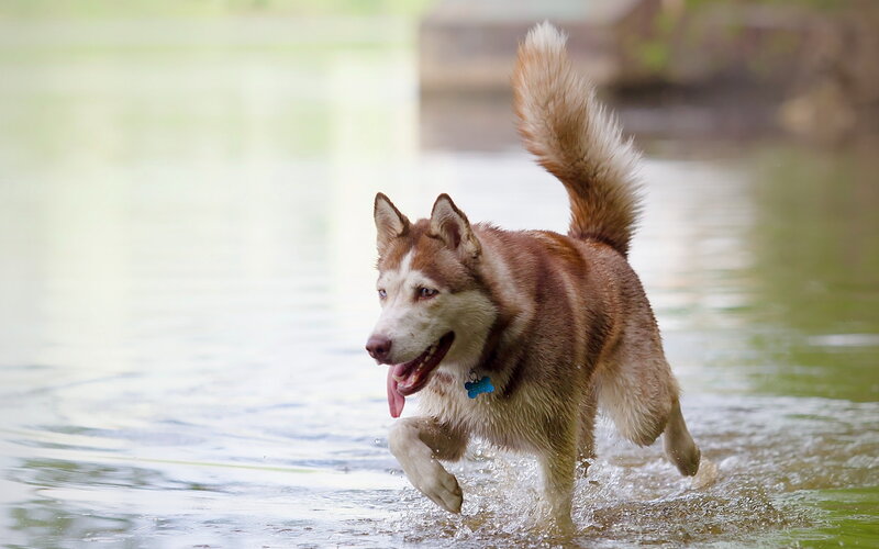 Brown Husky Running