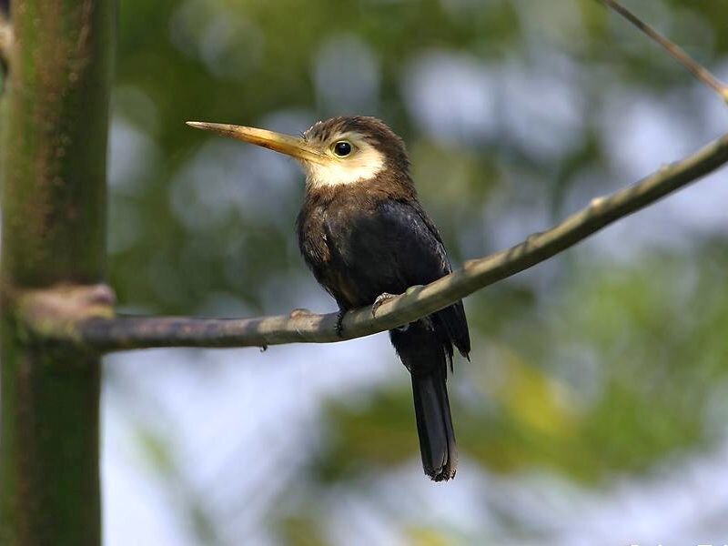 Brown Jacamar Bird