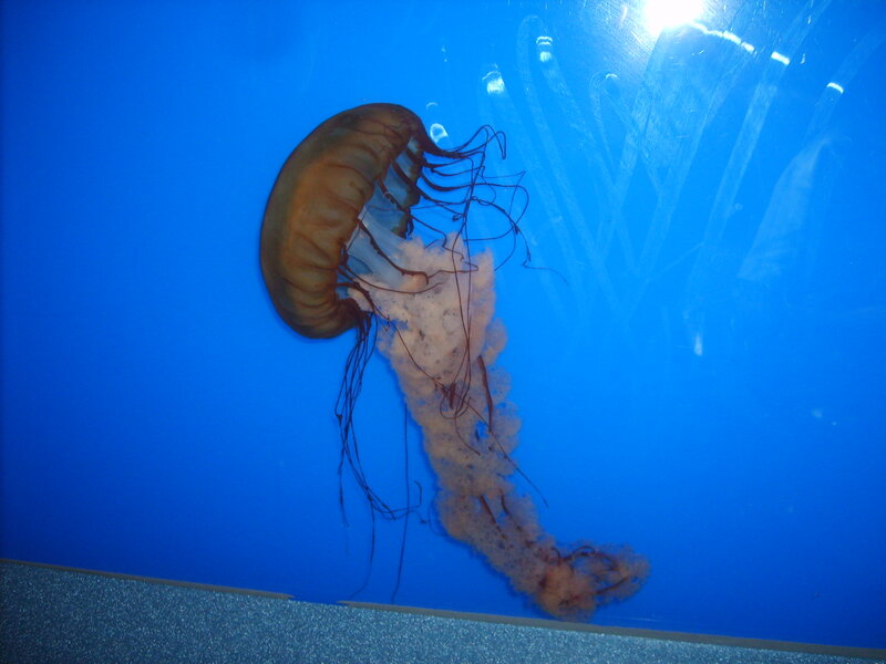 Brown Jellyfish in Water