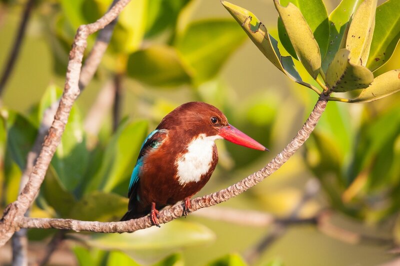 Brown Kingfisher Bird
