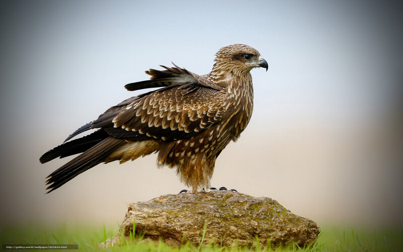 Brown Kite on Rock