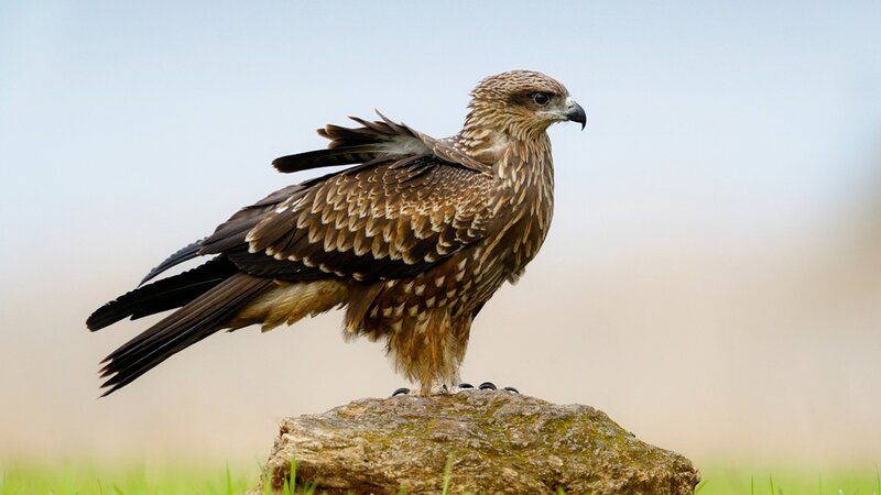 Brown Kite Perched — Calm, Afternoon, Photograph