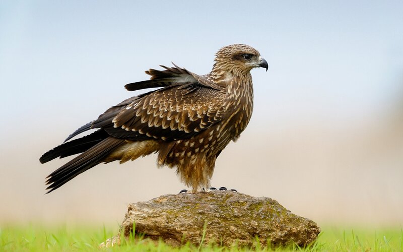 Brown Kite Perched — Calm