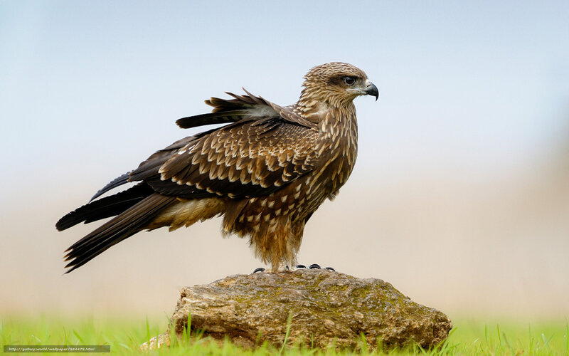 Brown Kite Perched on Rock