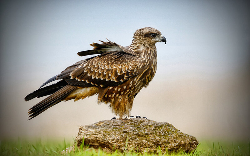 Brown Kite Perched