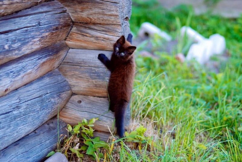 Brown Kitten Climbing — Curious