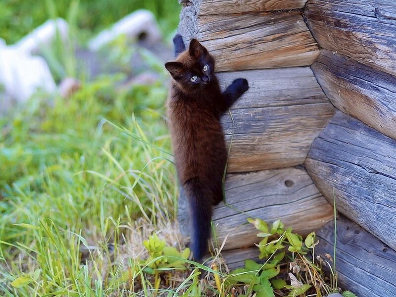 Brown Kitten Climbing