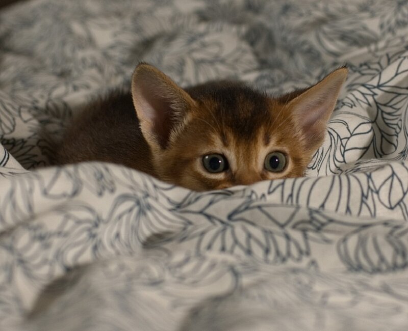 Brown Kitten in Blanket
