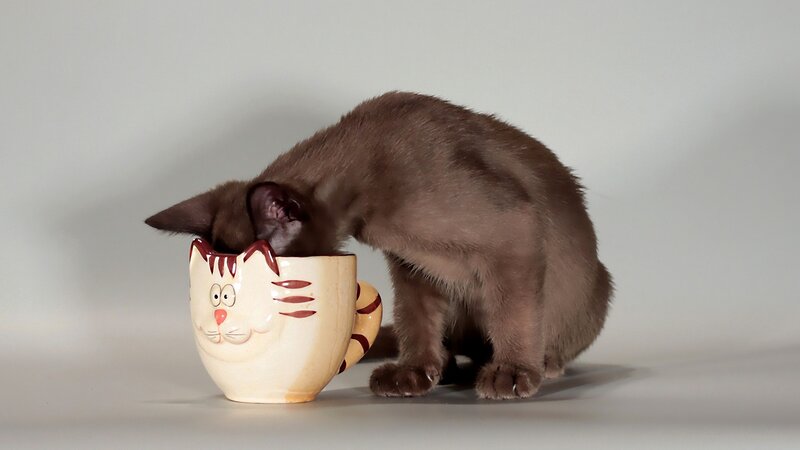 Brown Kitten in Mug — Gray, Calm