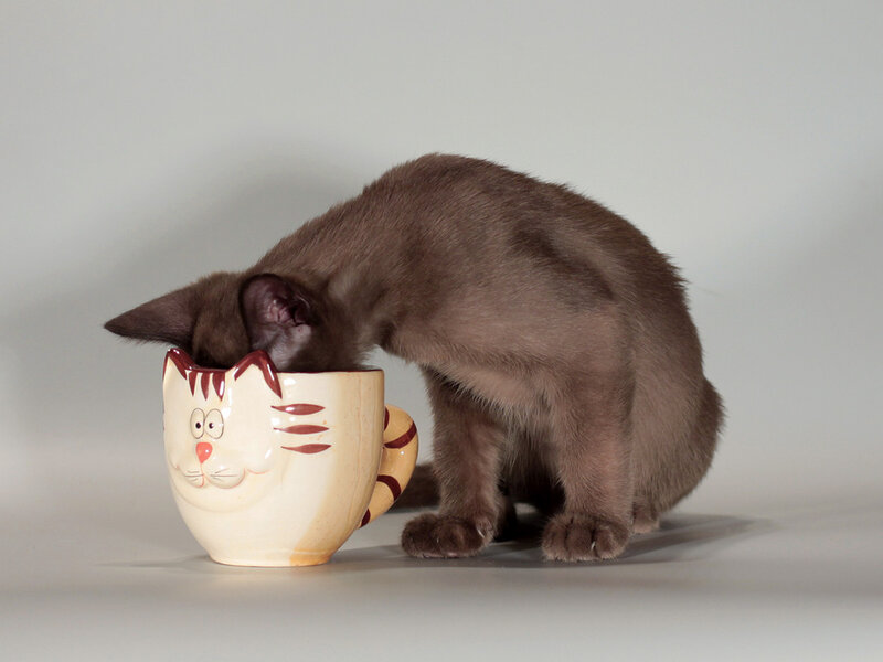 Brown Kitten in Mug — Gray