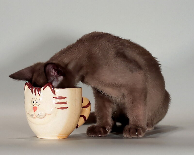 Brown Kitten in Mug — Playful