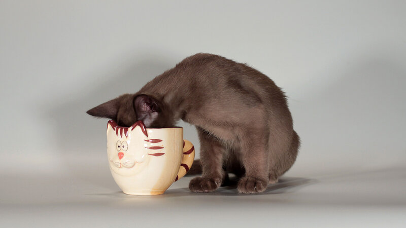 Brown Kitten in Mug