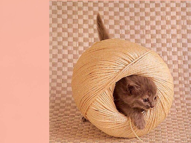Brown Kitten in Yarn Ball