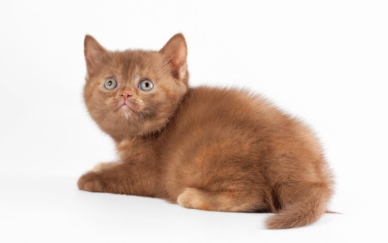 Brown Kitten Lying