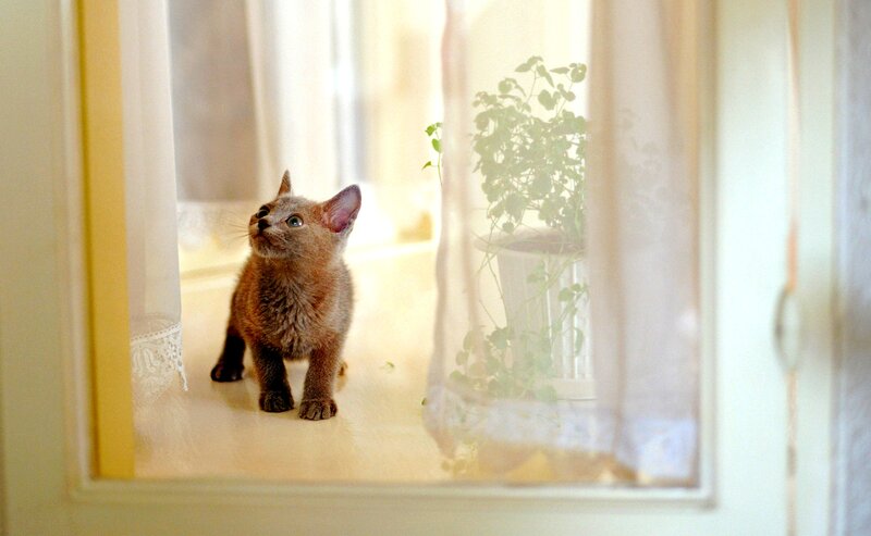 Brown Kitten on Windowsill