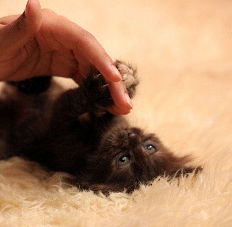 Brown Kitten Playing