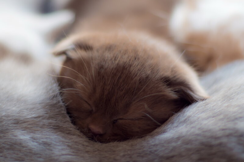 Brown Kitten Sleeping