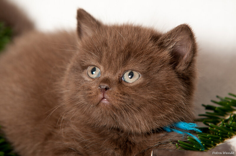 Brown Kitten with Blue Eyes — Calm