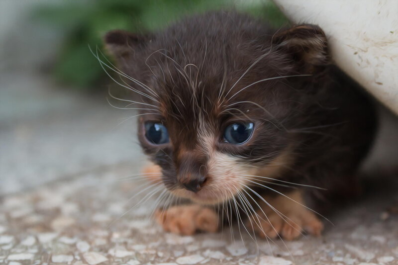 Brown Kitten with Blue Eyes — Curious