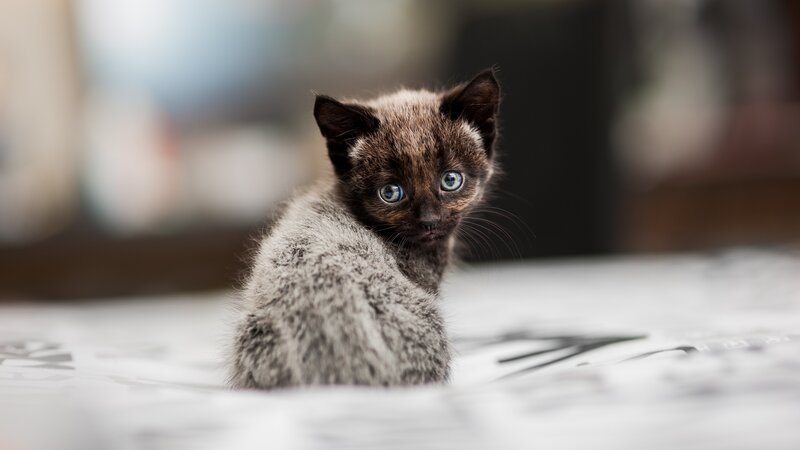Brown Kitten with Blue Eyes — Gray