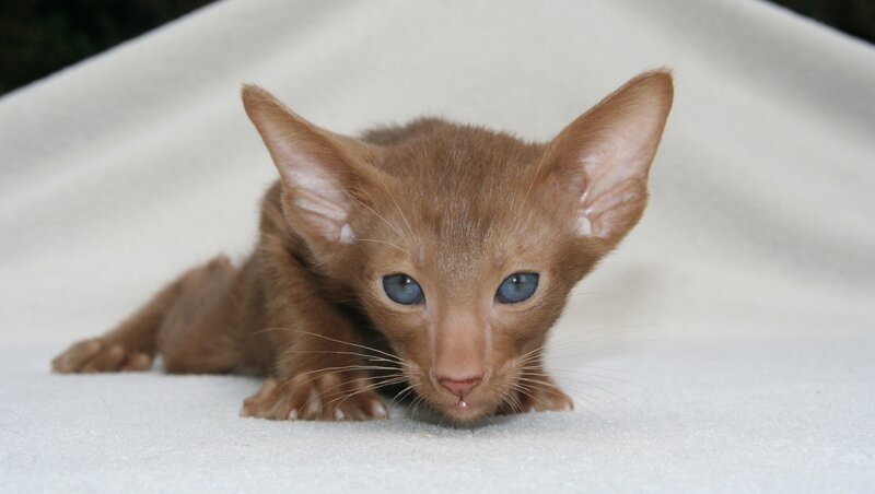 brown kitten with blue eyes
