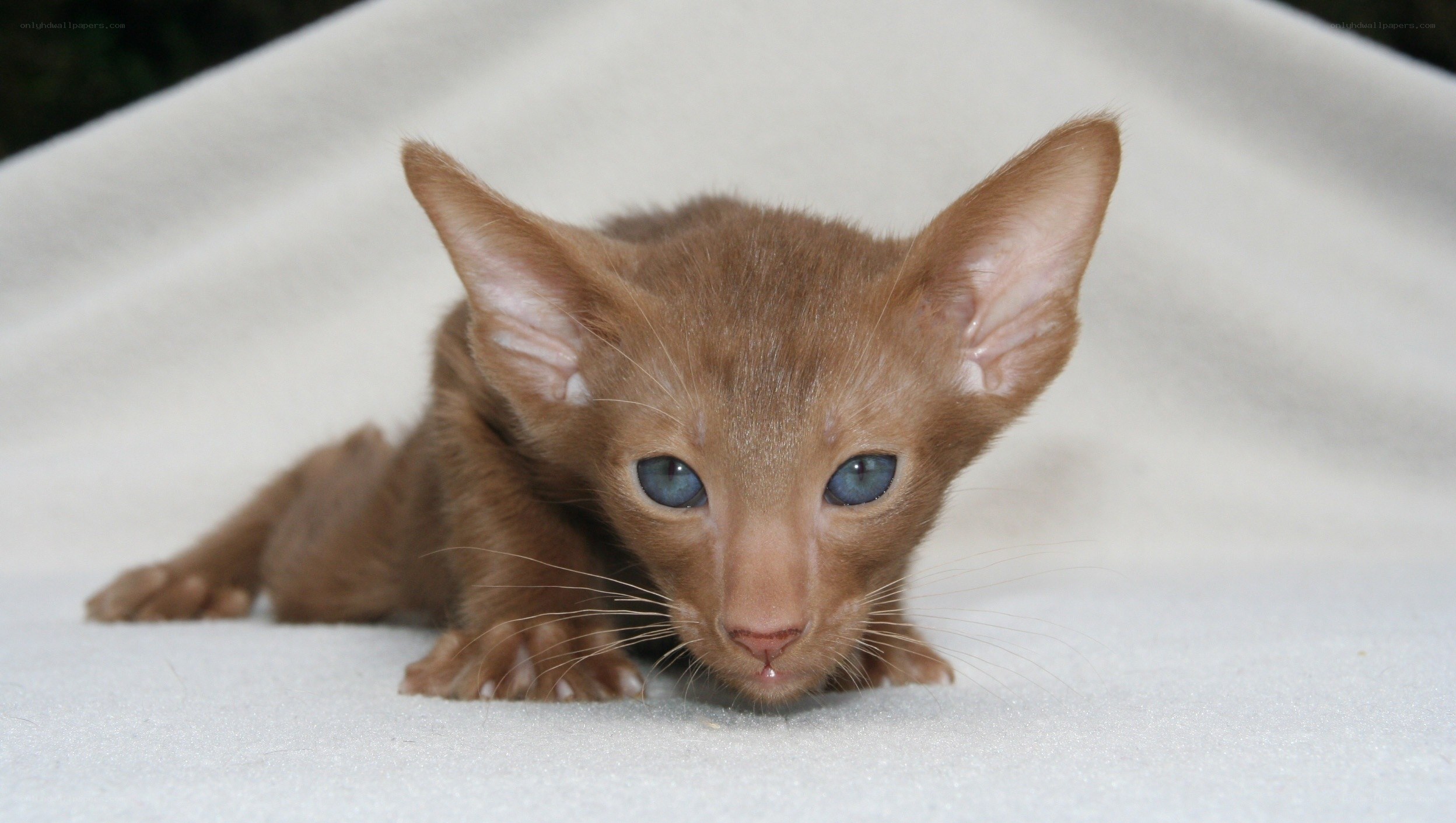 brown kitten with blue eyes