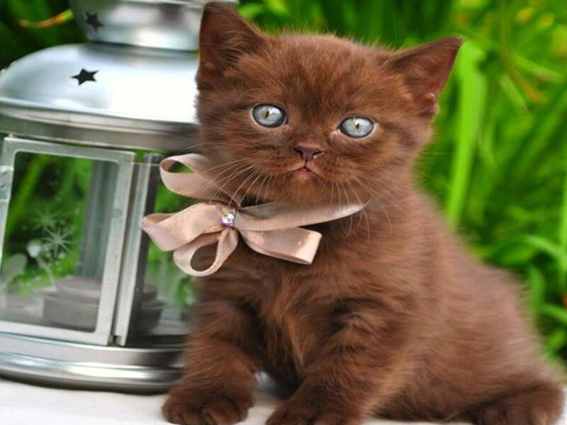 Brown Kitten with Bow