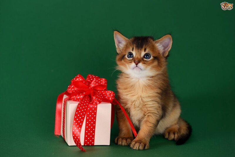 Brown Kitten with Gift