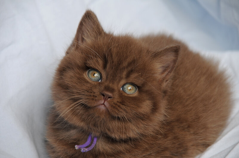 Brown Kitten with Green Eyes