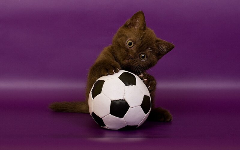 Brown Kitten with Soccer Ball