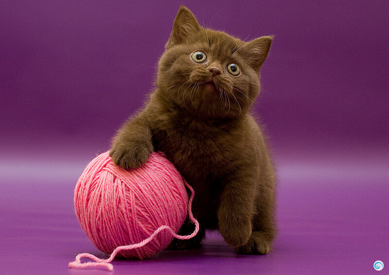 Brown Kitten with Yarn