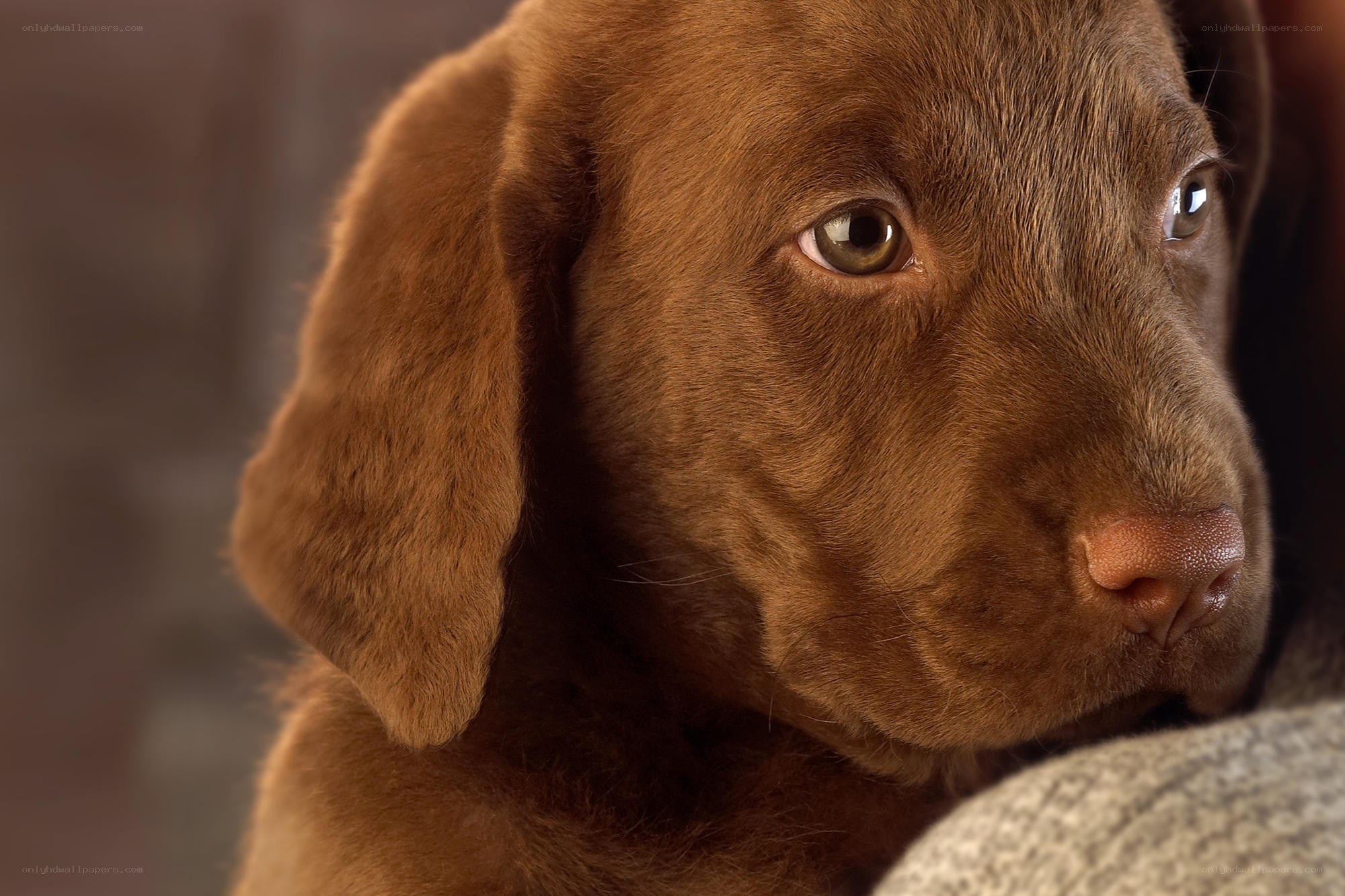 brown lab puppy close-up