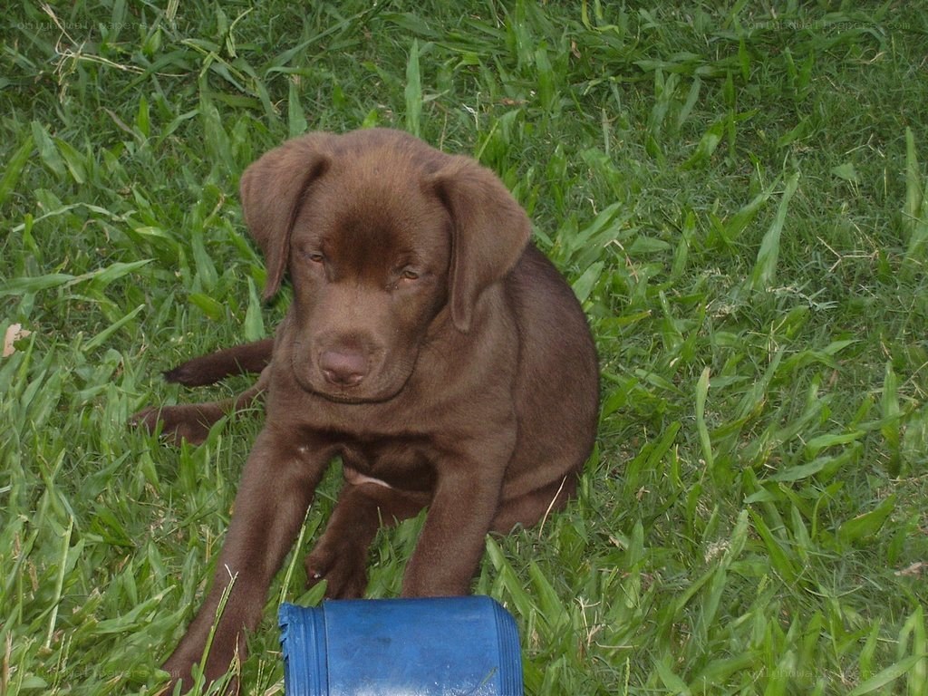 brown lab puppy on grass