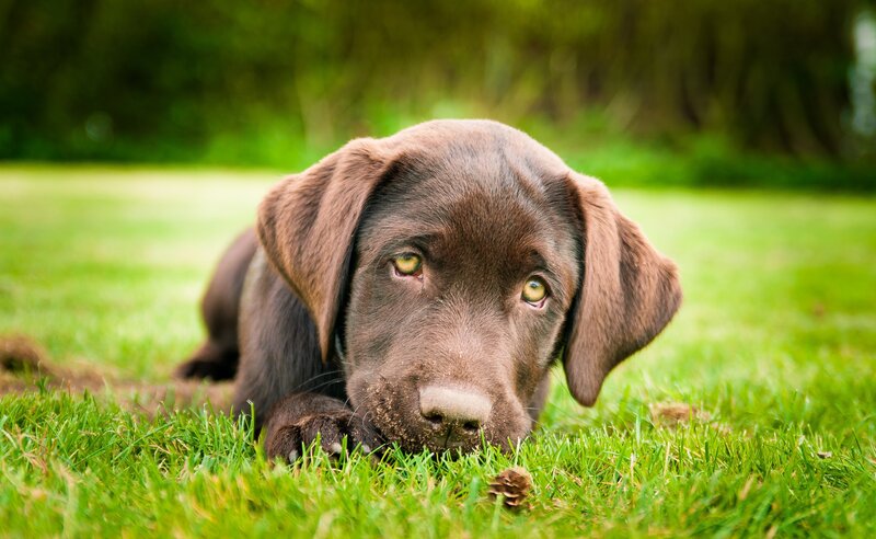 brown lab puppy on grass