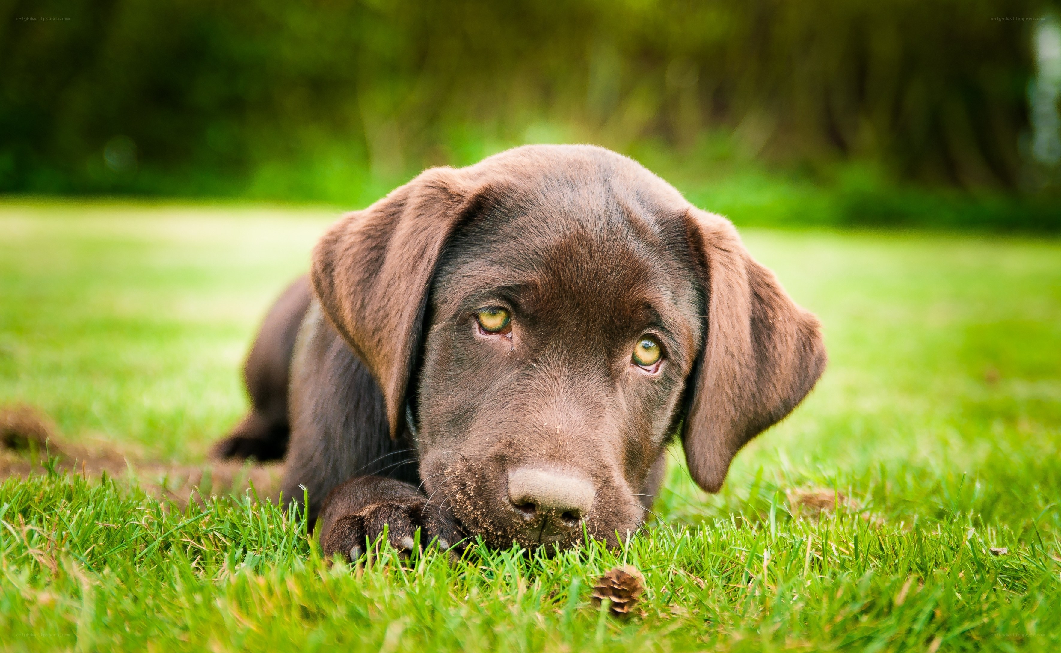 brown lab puppy on grass