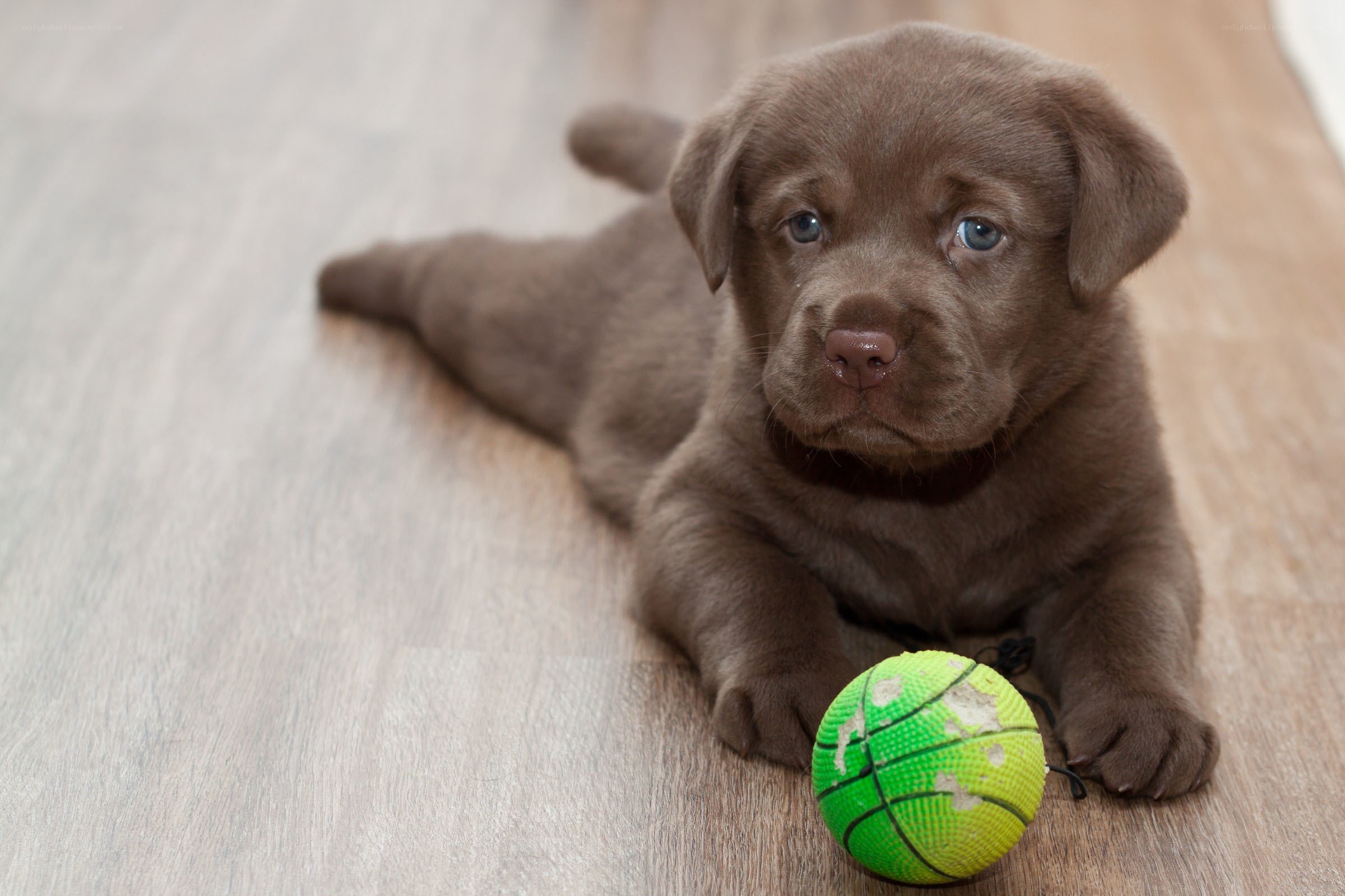 brown lab puppy with ball