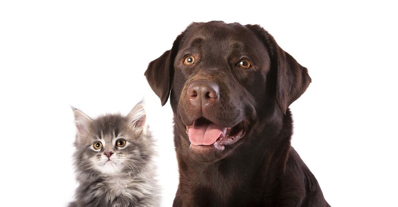 Brown Labrador and Kitten