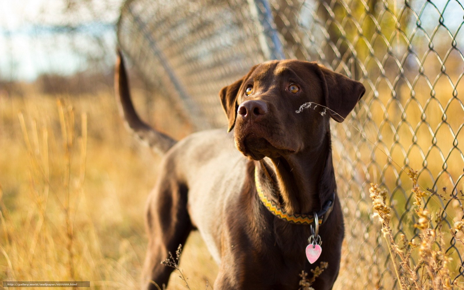 brown labrador by fence