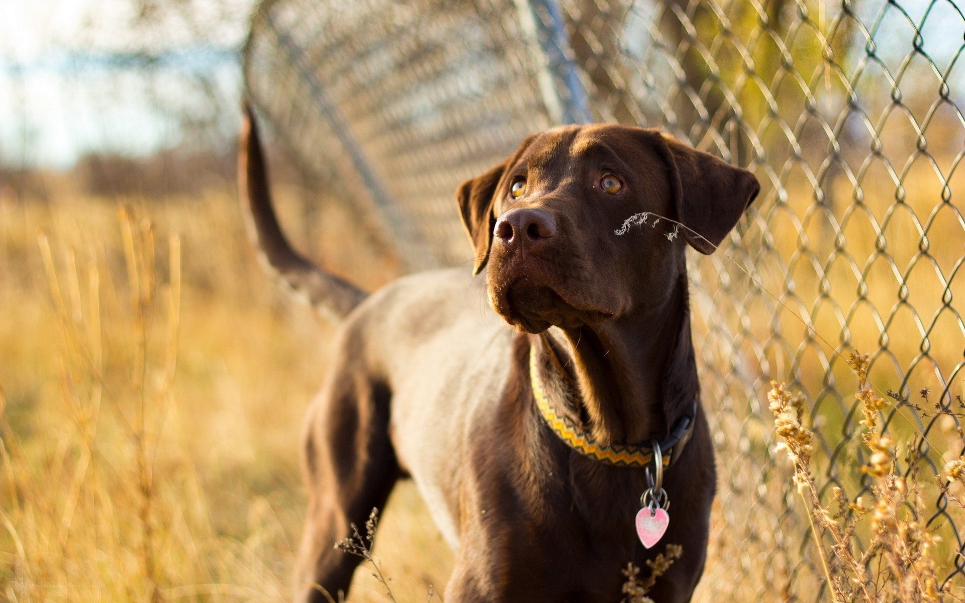 brown labrador by fence