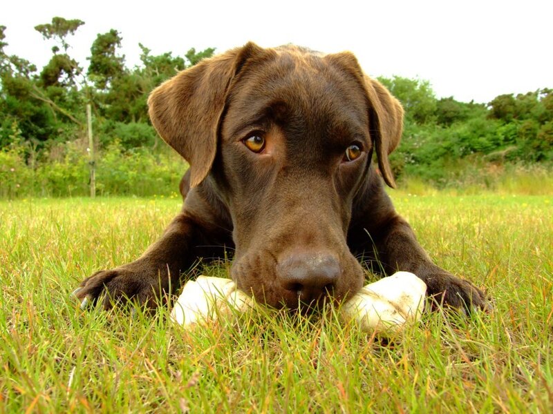 brown labrador chewing bone