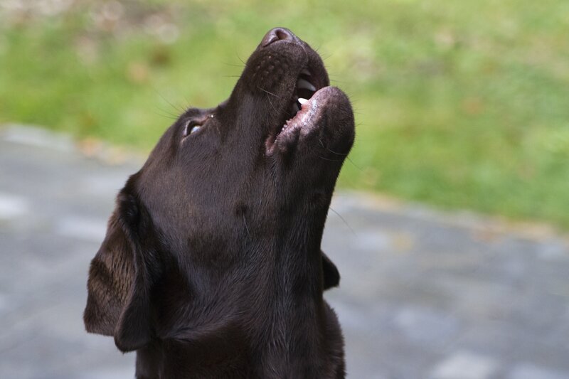 Brown Labrador Dog — Black, Curious