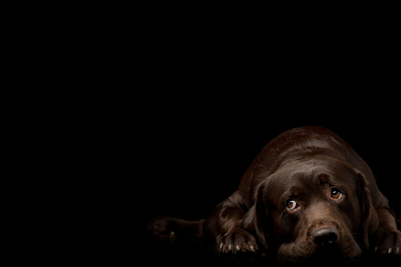 Brown Labrador Dog — Black