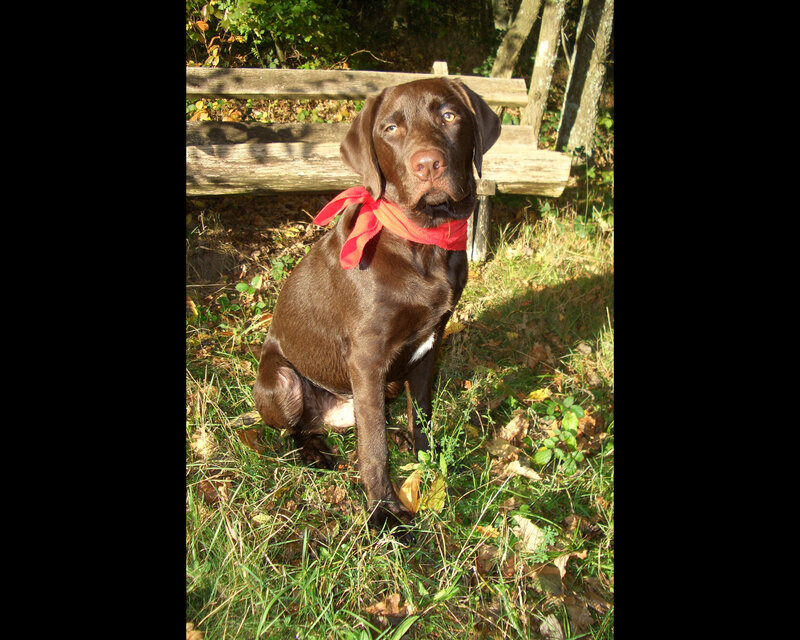 Brown Labrador Dog — Calm, Autumn