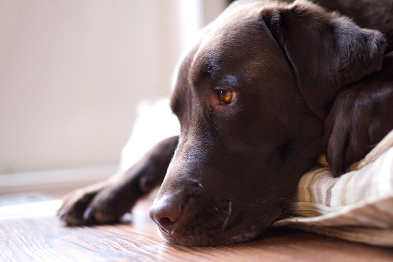 Brown Labrador Dog — Calm, Morning