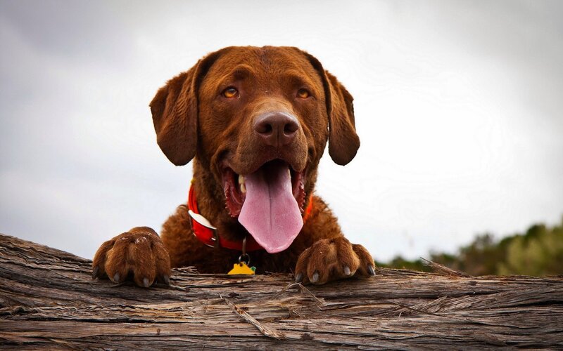 Brown Labrador Dog — Calm, Photograph, Collar