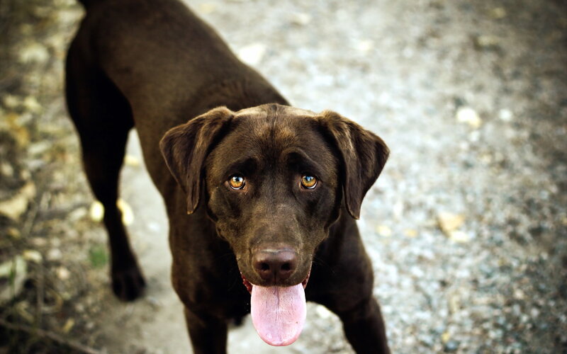 Brown Labrador Dog — Calm, Photograph, Ground