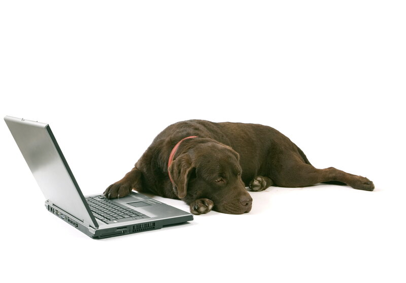 Brown Labrador Dog — Calm, Photograph, Laptop