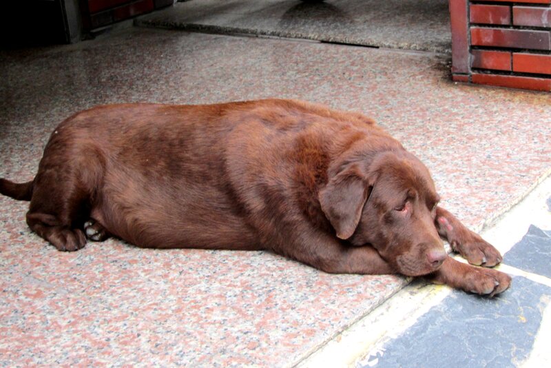 Brown Labrador Dog — Calm, Photograph