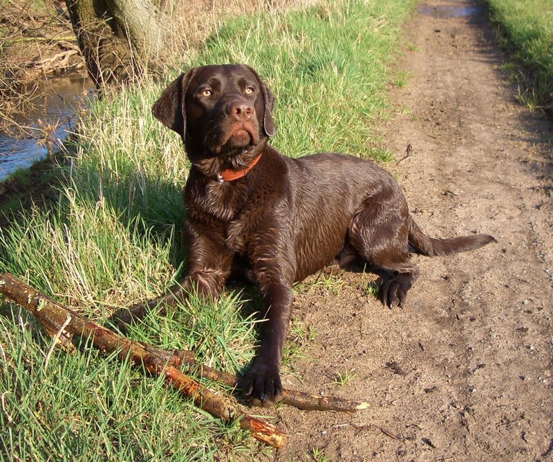 Brown Labrador Dog — Calm