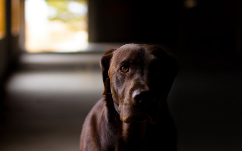 Brown Labrador Dog — Dramatic